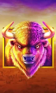 Buffalo King